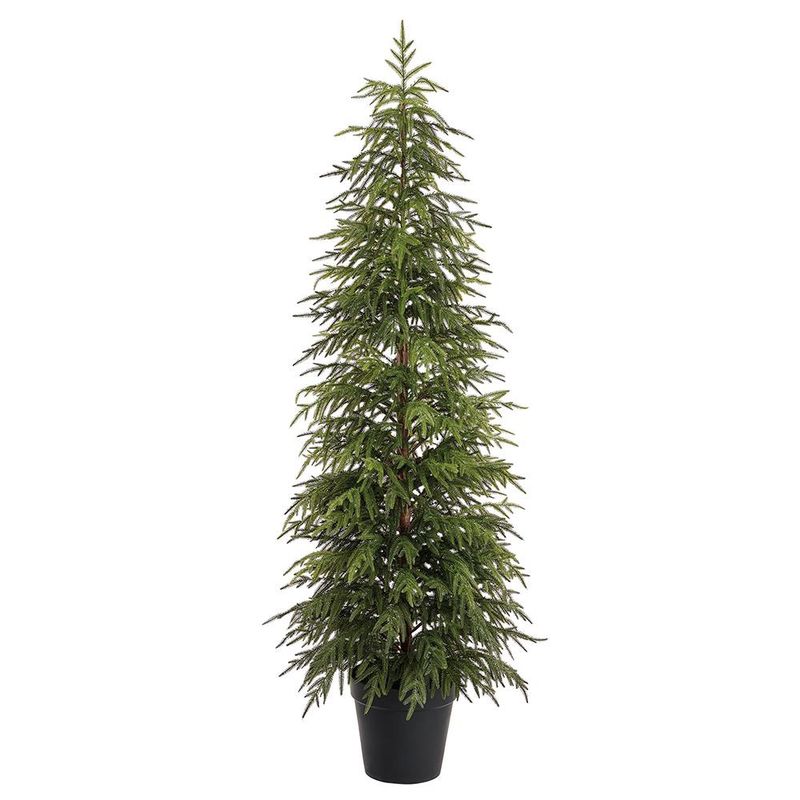 6' Willow Pine Tree in Pot
