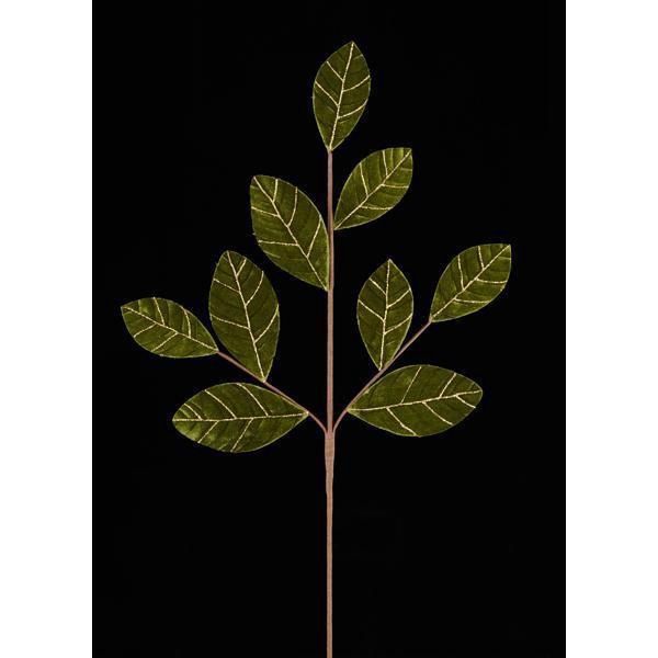 26.5"L VELVET LEAF SPRAY