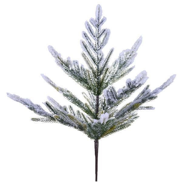 Flkd Norfolk PINE/PINECONE
