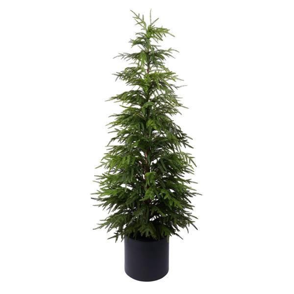 NORFOLK PINE TREE 59"H