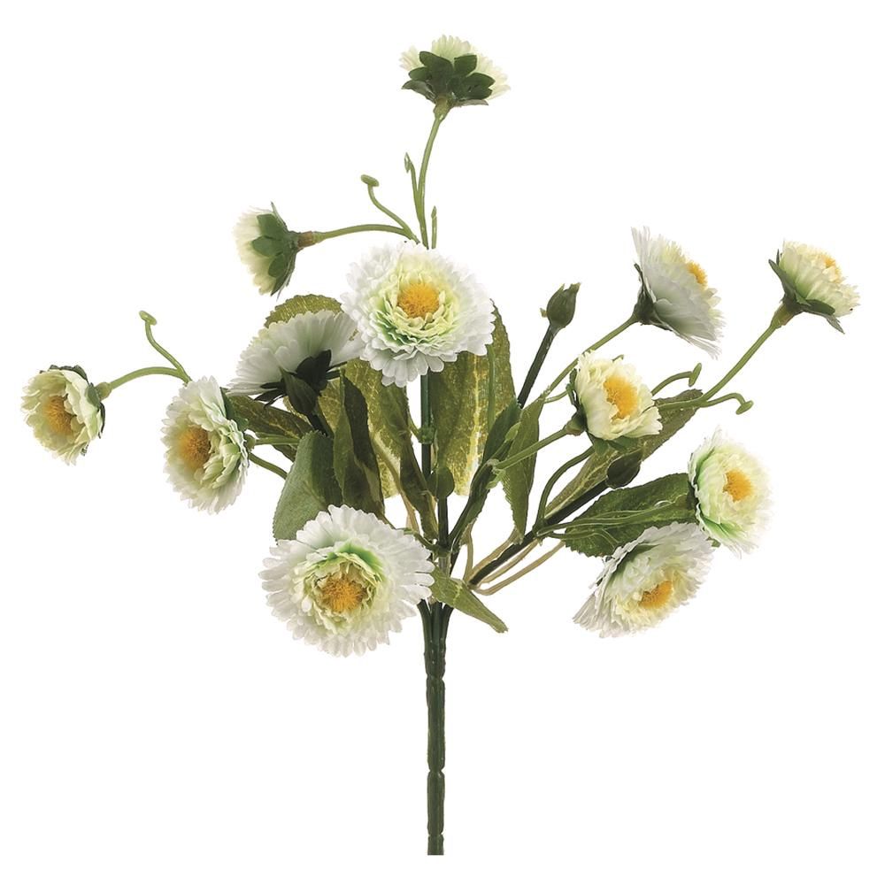 Calendula Bush  Cream Yellow