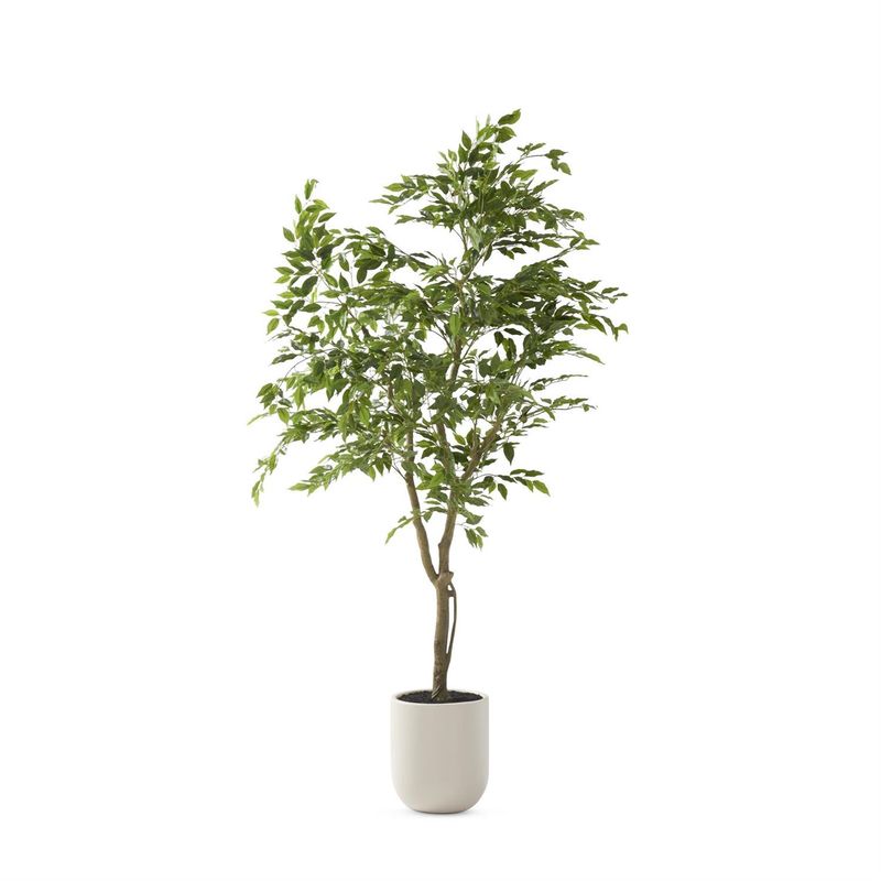 5.5' Ficus Tree in White Pot