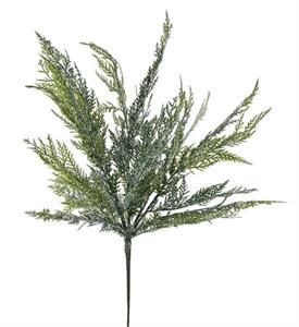 24"CEDAR BUSH