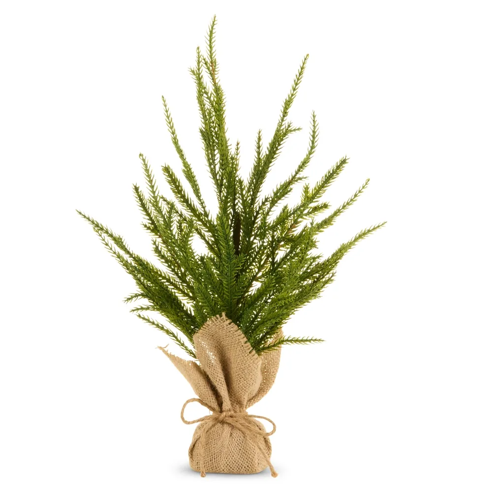 16" Potted Norfolk Pine Tree
