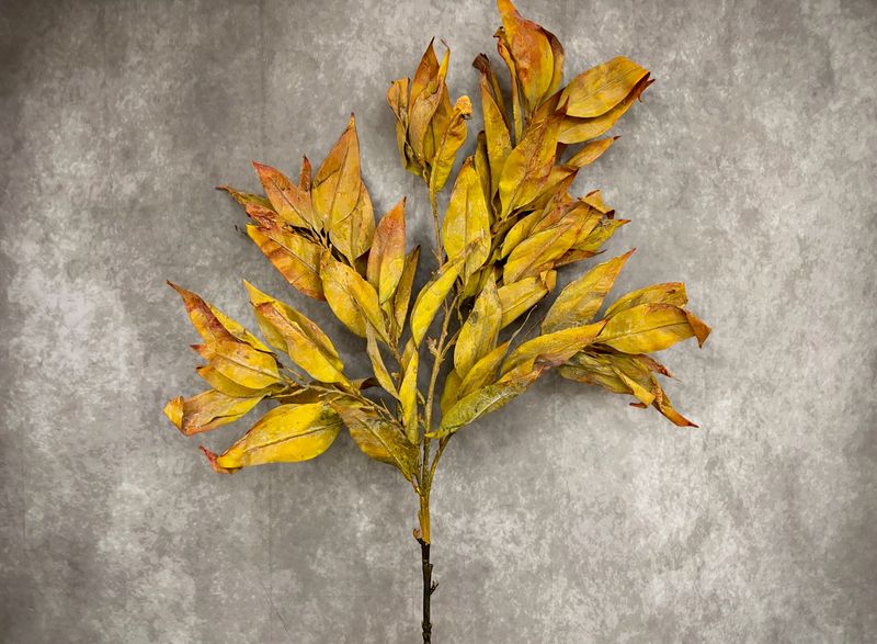 43" Mustard Leaves