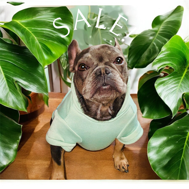 🐾 One Week Poop Scooping Package for One Dog 🐾