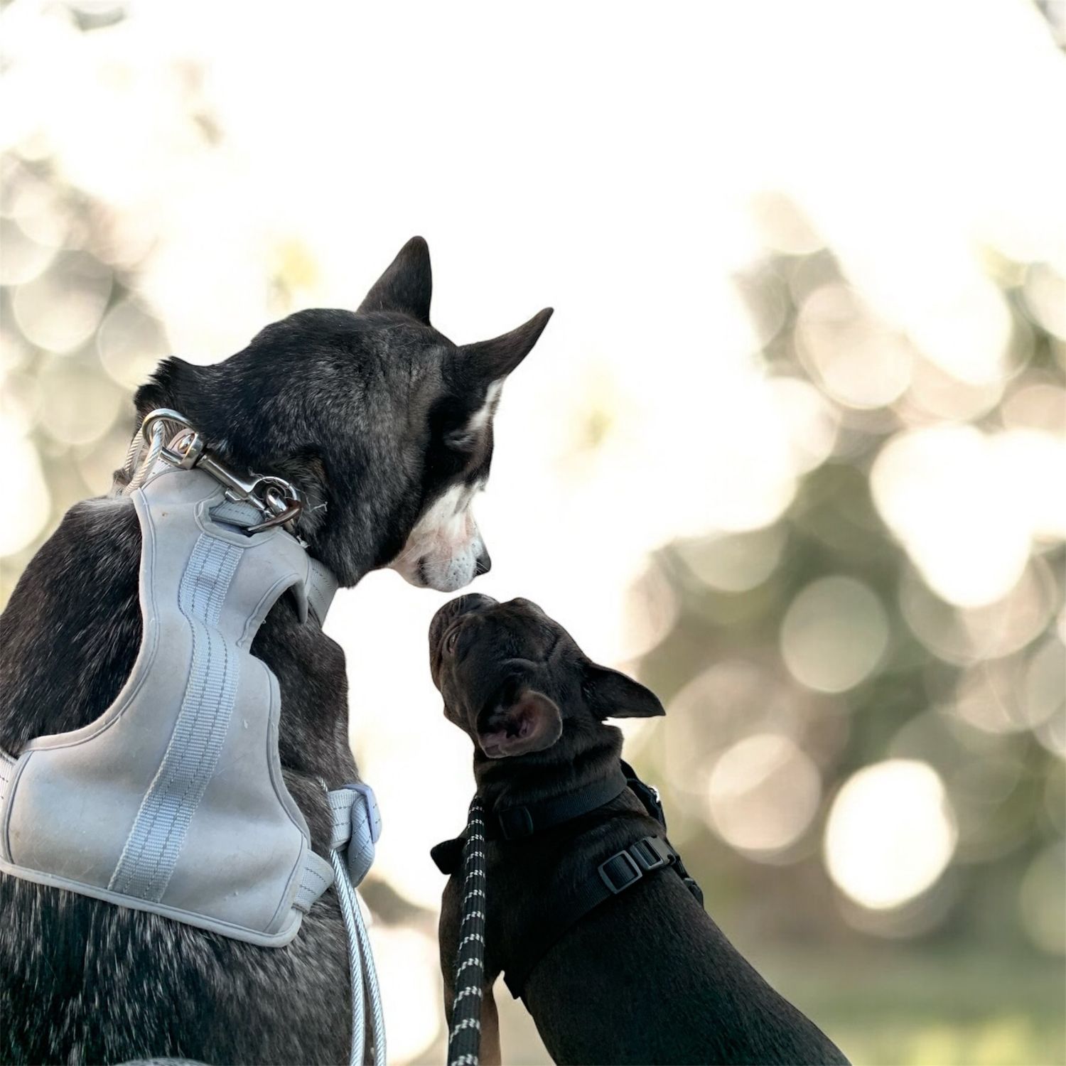 🐾​&quot;The Two-Pup Tidy-Up: One-Week Package&quot;🐾