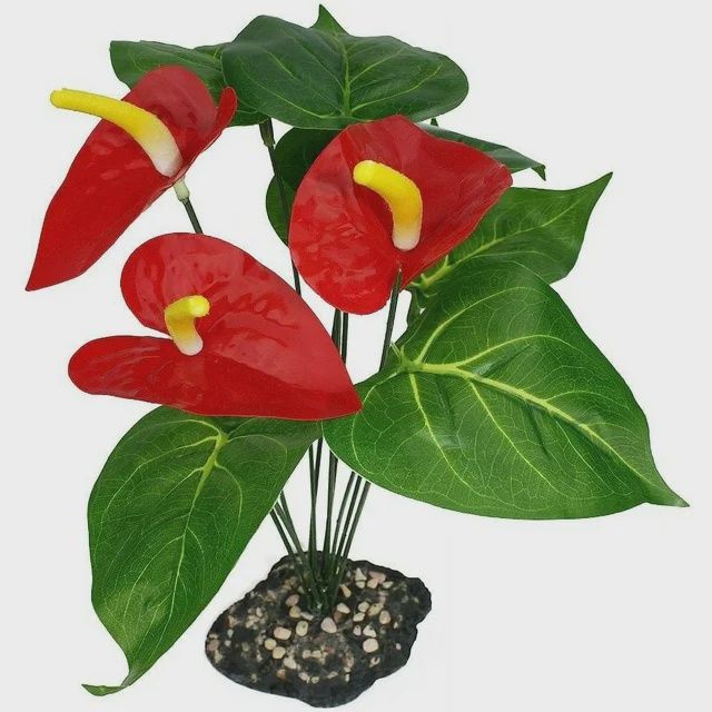 Anthurium Bush Plant with Gravel Bottom