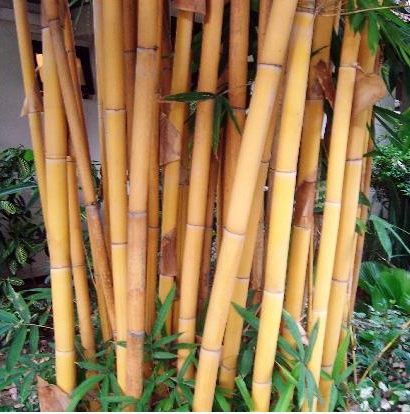 BAMBOO VARIOUS LENGTHS Up to 6 ft