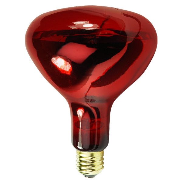 BULB 100W RED 2 Pack