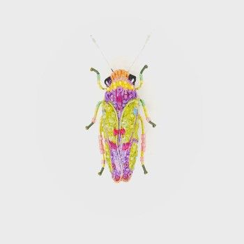 Brooch Pin-Sharpshooter Beetle