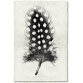 Wall Art-Feather I