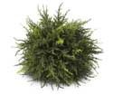 Orn-Cedar Ball-10 in
