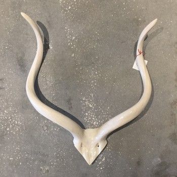 Horn-Kudu Inner Skull-M
