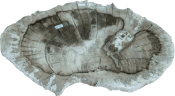 Tray-Petrified Wood-Oval I