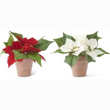 ChrisOrn-Poinsetias Pots