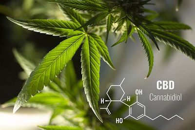 What Is CBD? A Friendly, No-Hype Guide from CannaCool