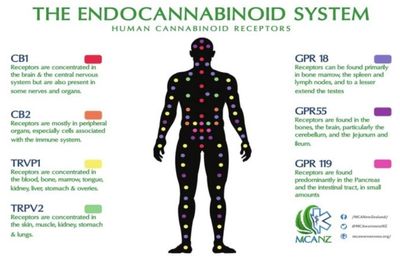 How CBD Works: The Endocannabinoid System Explained