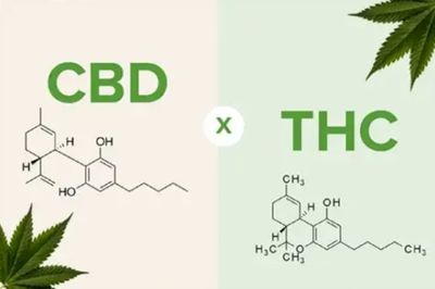 CBD vs THC vs Hemp: What’s the Difference?