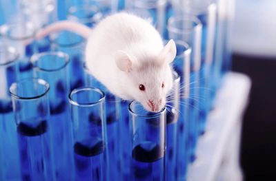 Inhaled CBD &amp; Brain Inflammation: What a New Alzheimer’s Mouse Study Means—for Curiosity, Not Cures
