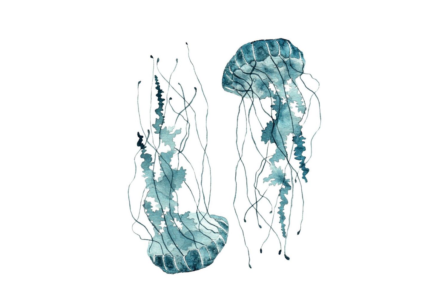 SMPL 8 X 10 Art Print, Print: Blue Jellyfish