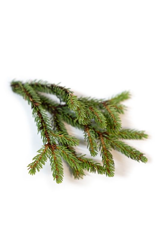 Black Spruce Essential Oil 5ml
