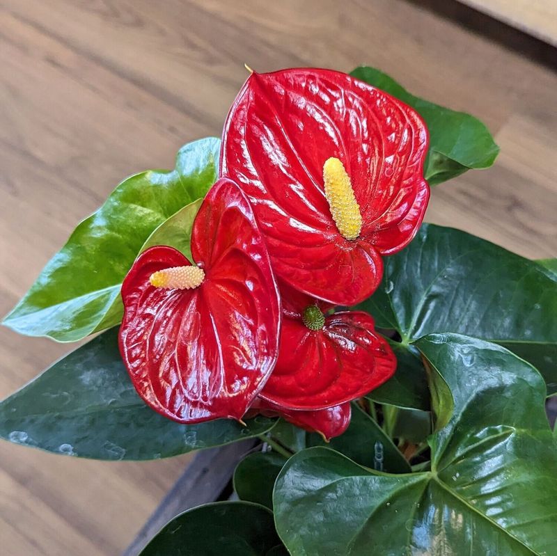 6&quot; Red Anthurium