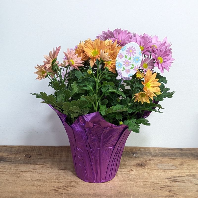 6&quot; Multicolour Chrysanthemum