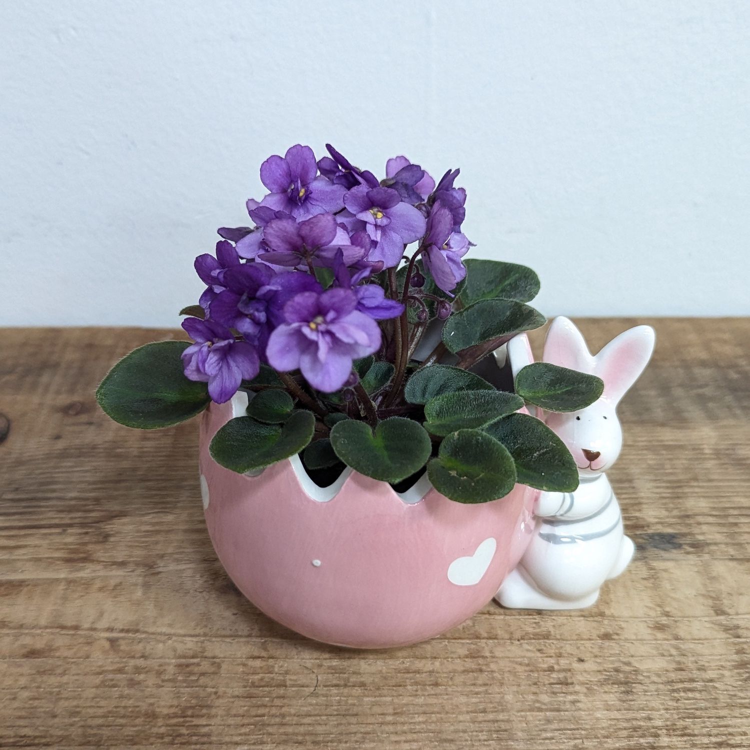 2&quot; Assorted African Violet in Easter Bunny Pot