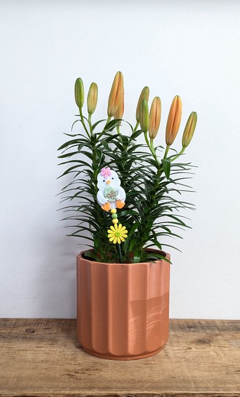6&quot; Orange Hybrid Lily In Orange Pot