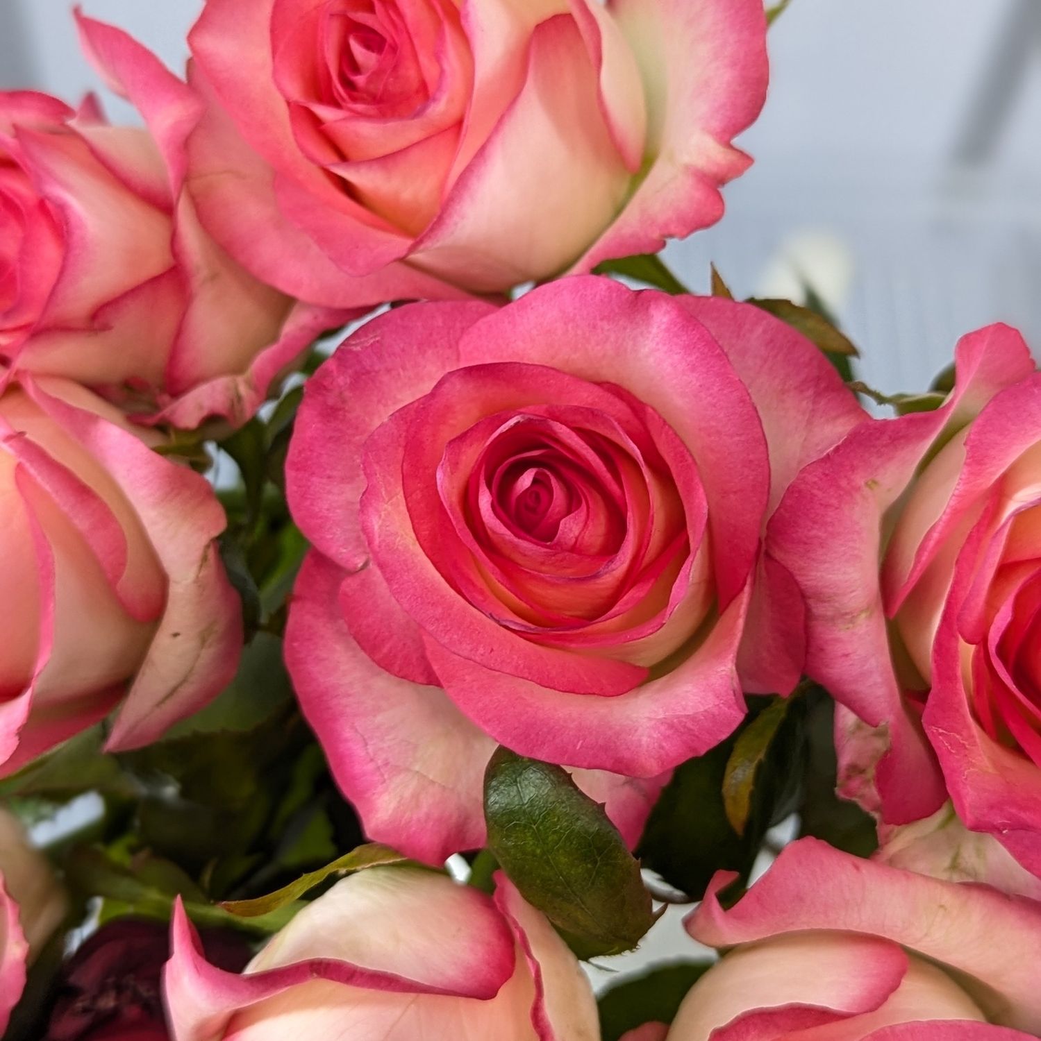 Dozen Weekly Special Roses