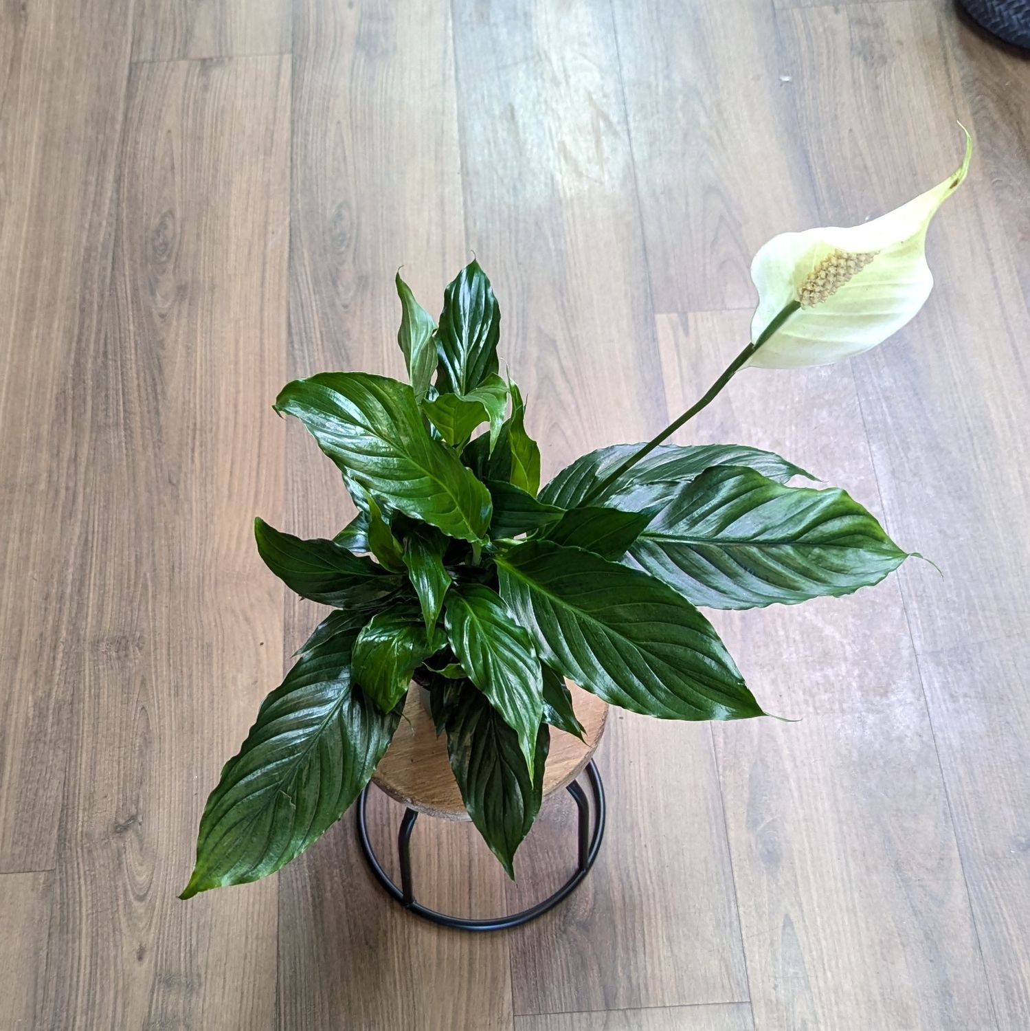 4&quot; Peace Lily