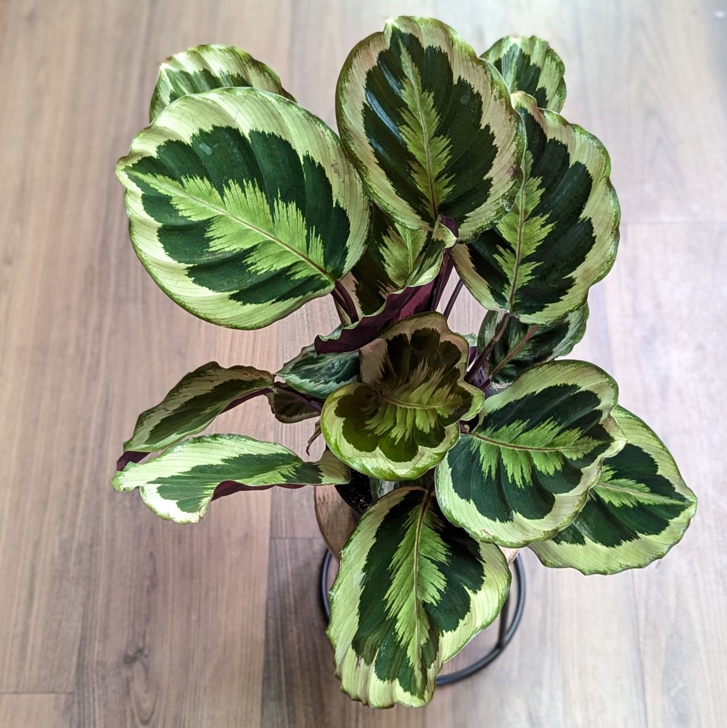 6&quot; Calathea