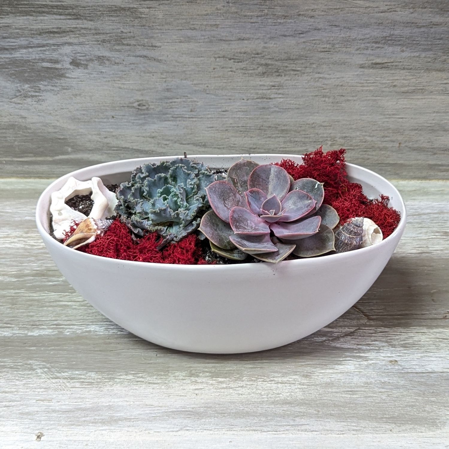 Succulent Boat Arrangement With Red Moss