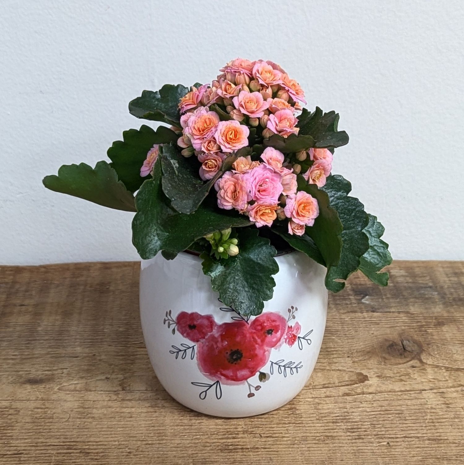 4&quot; Kalanchoe in Ranunculus Pot