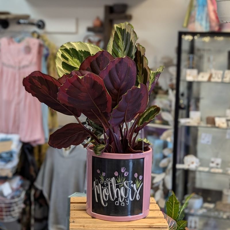6&quot; Calathea in Pink Mother&#39;s Day Pot