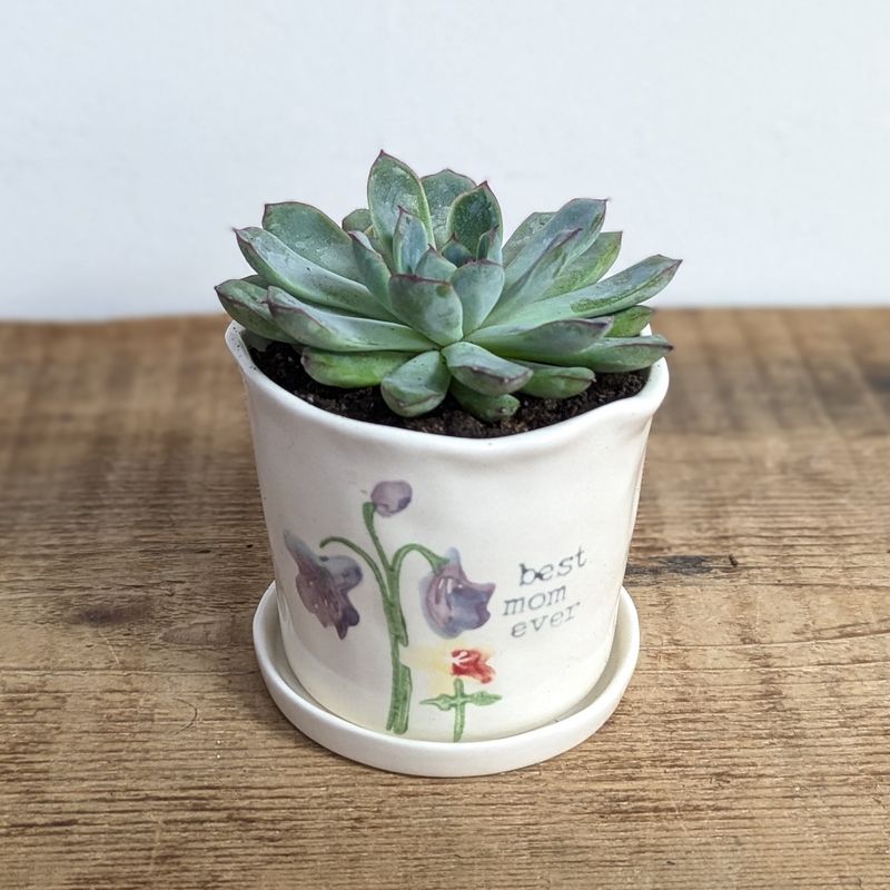 2&quot; Succulent In Best Mom Ever Pot With Saucer