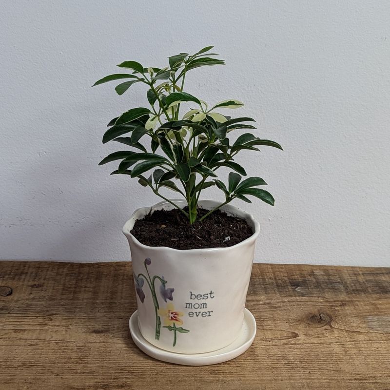 4&quot; Schefflera In Best Mom Ever Pot With Saucer