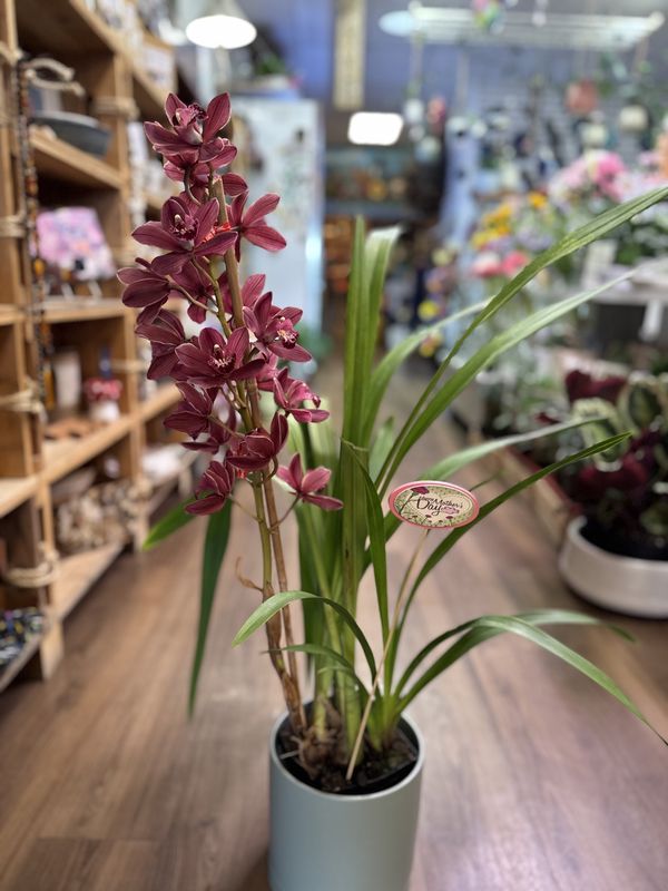 Burgundy 8&quot; Cymbidium Orchid Planted In Ceramic Container
