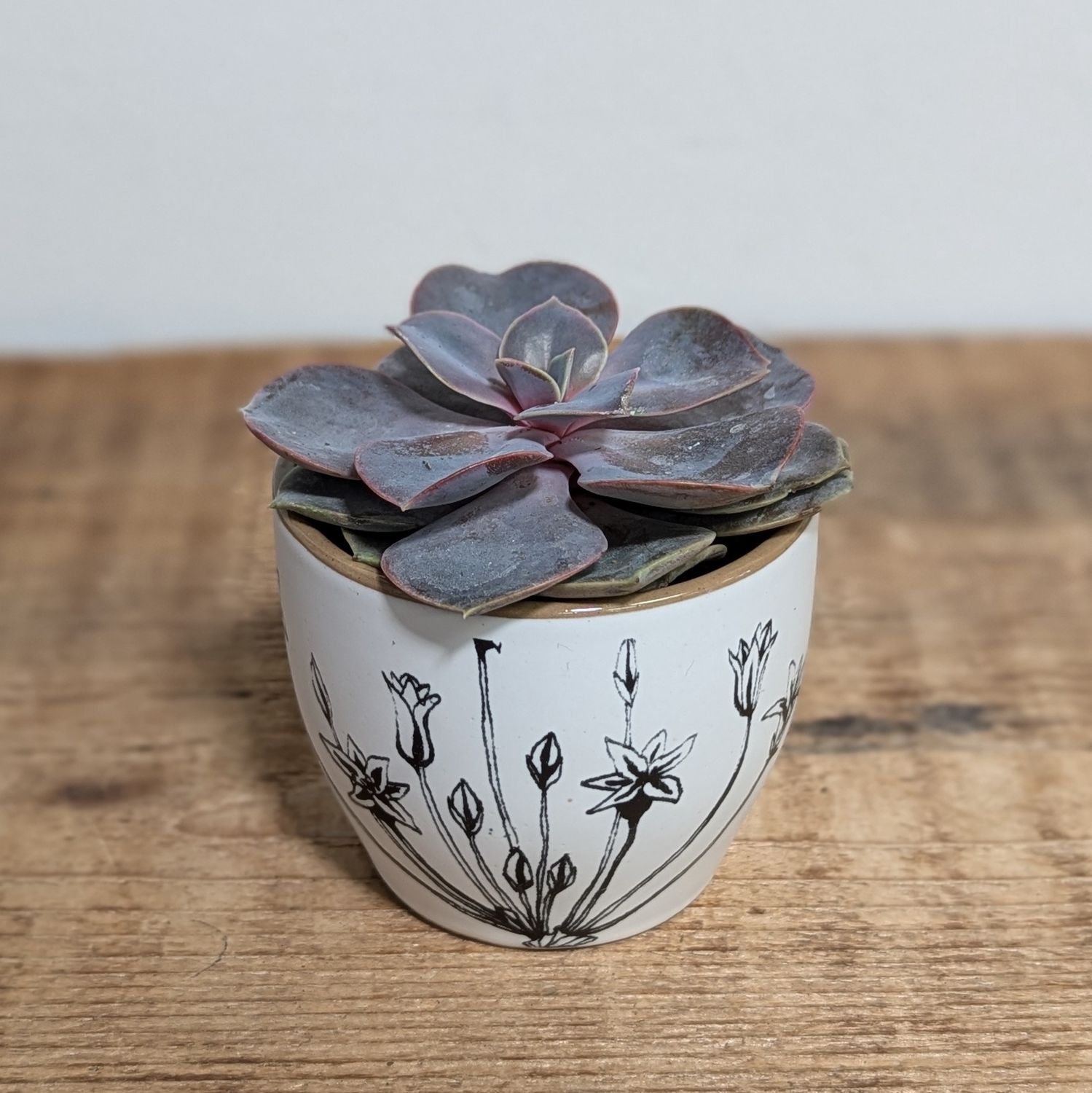 Assorted 2&quot; Succulent in Illustrated Flower Pot