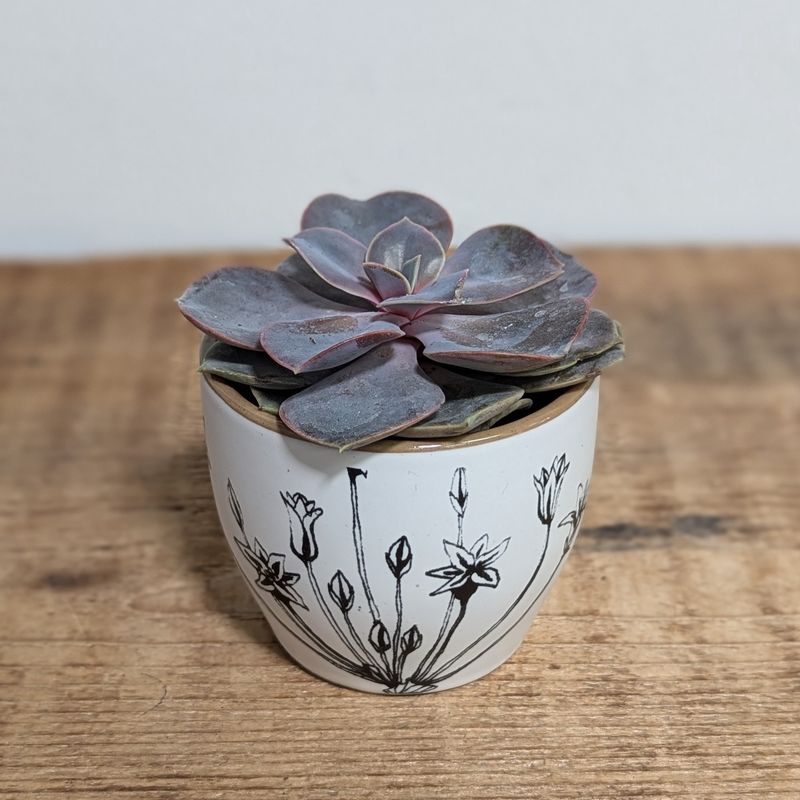Assorted 2&quot; Succulent in Illustrated Flower Pot