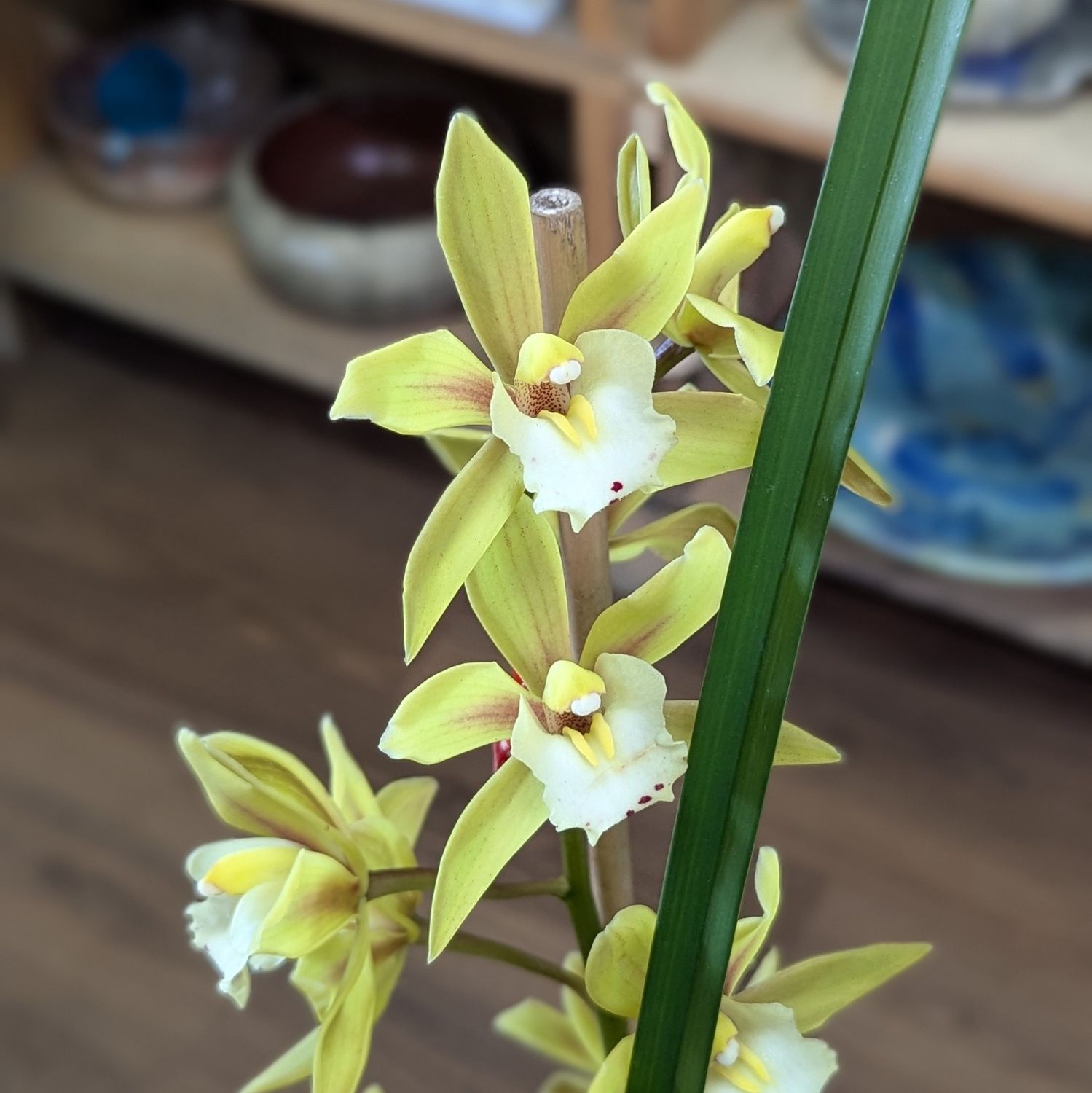 Yellow 8&quot; Cymbidium Orchid Planted In Ceramic Container