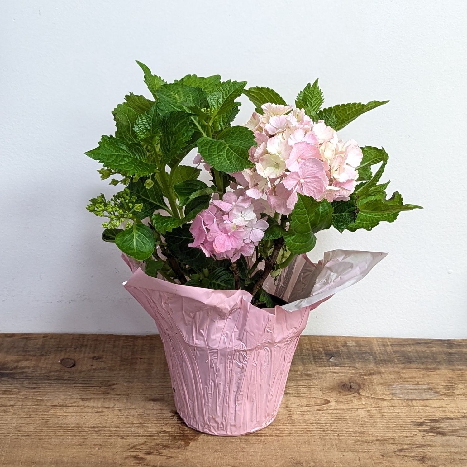 6&quot; Pink Hydrangea