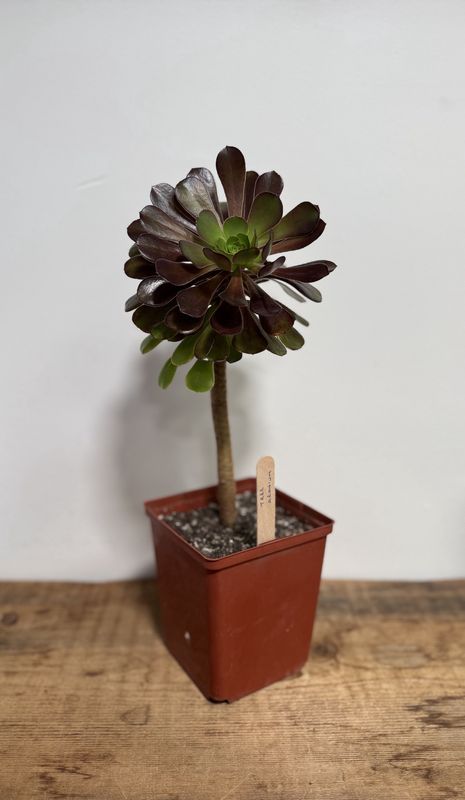 Tree Aeonium Succulent Plant (7&quot;x6&quot; pot)