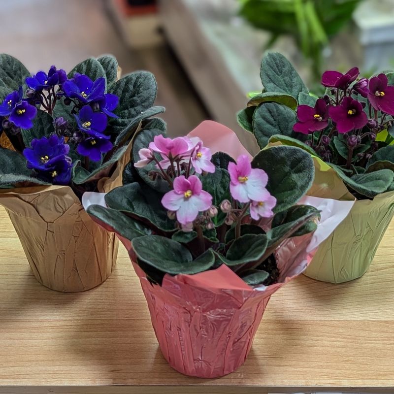 Assorted 4&quot; African Violet