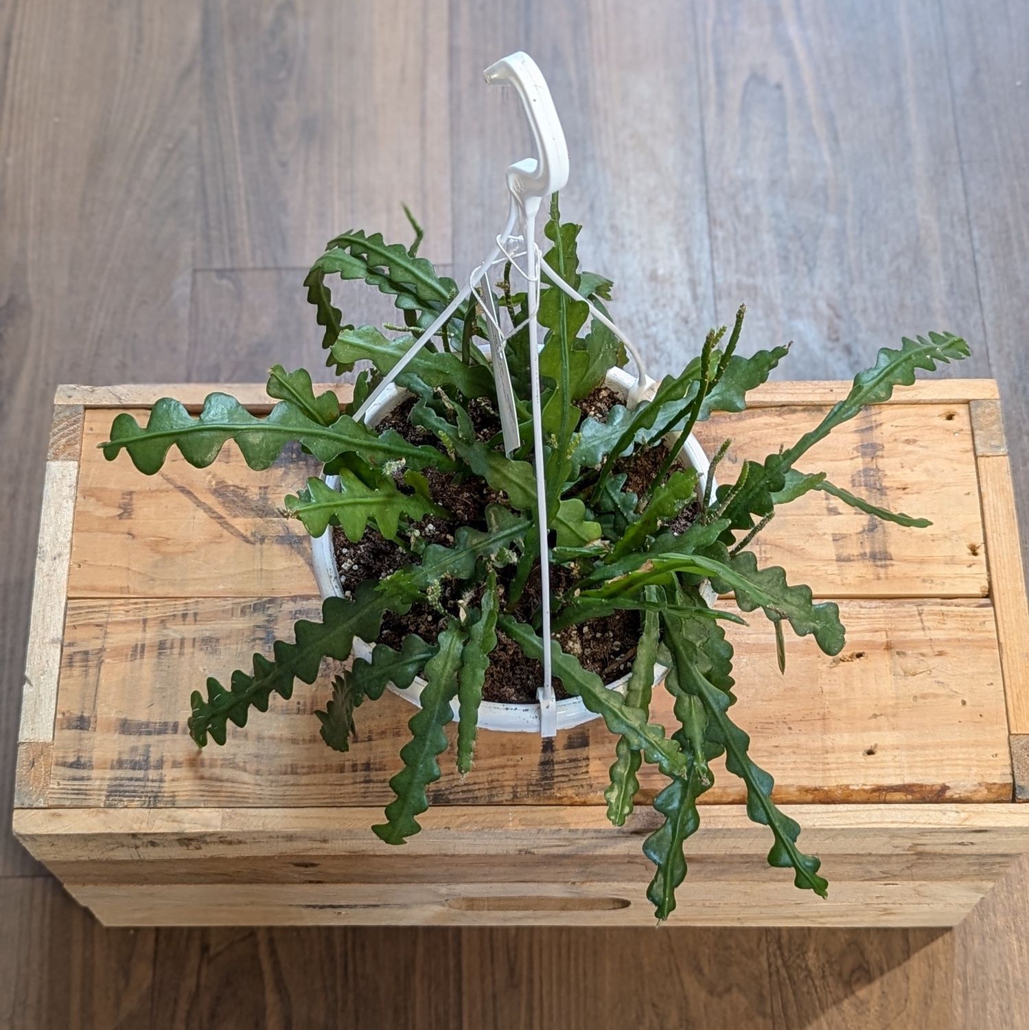 7&quot; Hanging Zig Zag Cactus