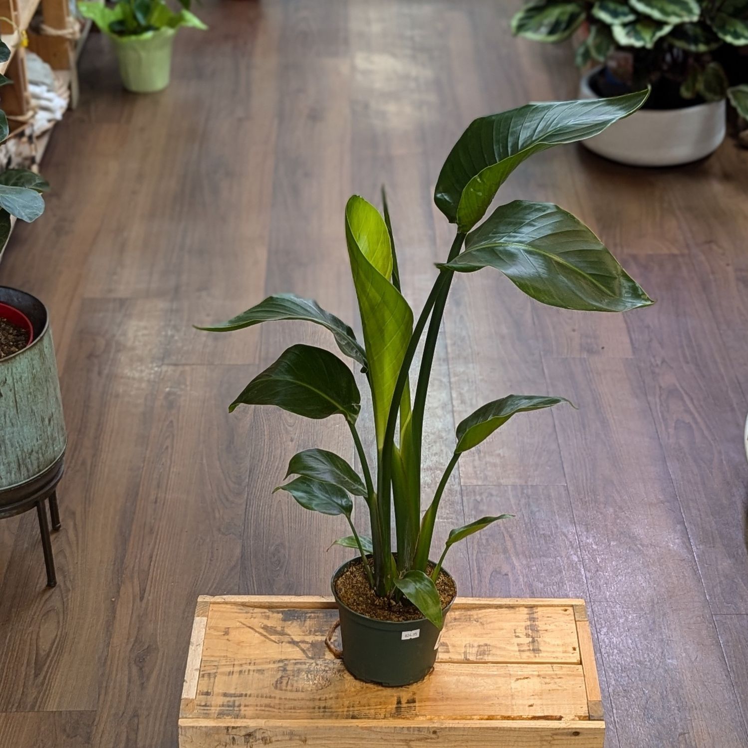 6&quot; Bird of Paradise