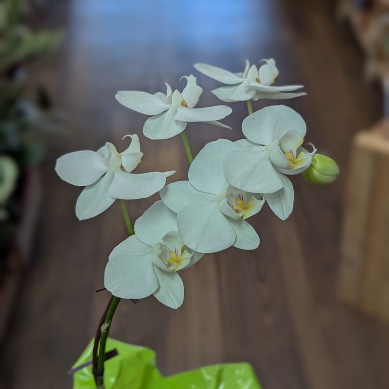 4&quot; White Orchid With Sleeve