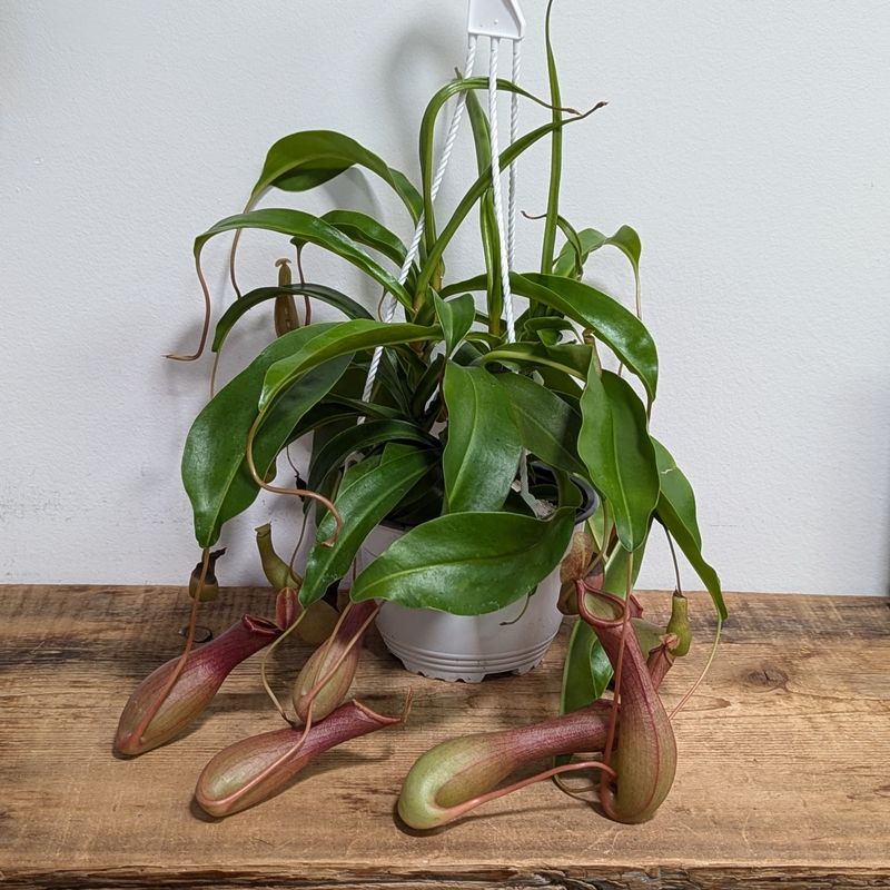 6&quot; Hanging Pitcher Plant