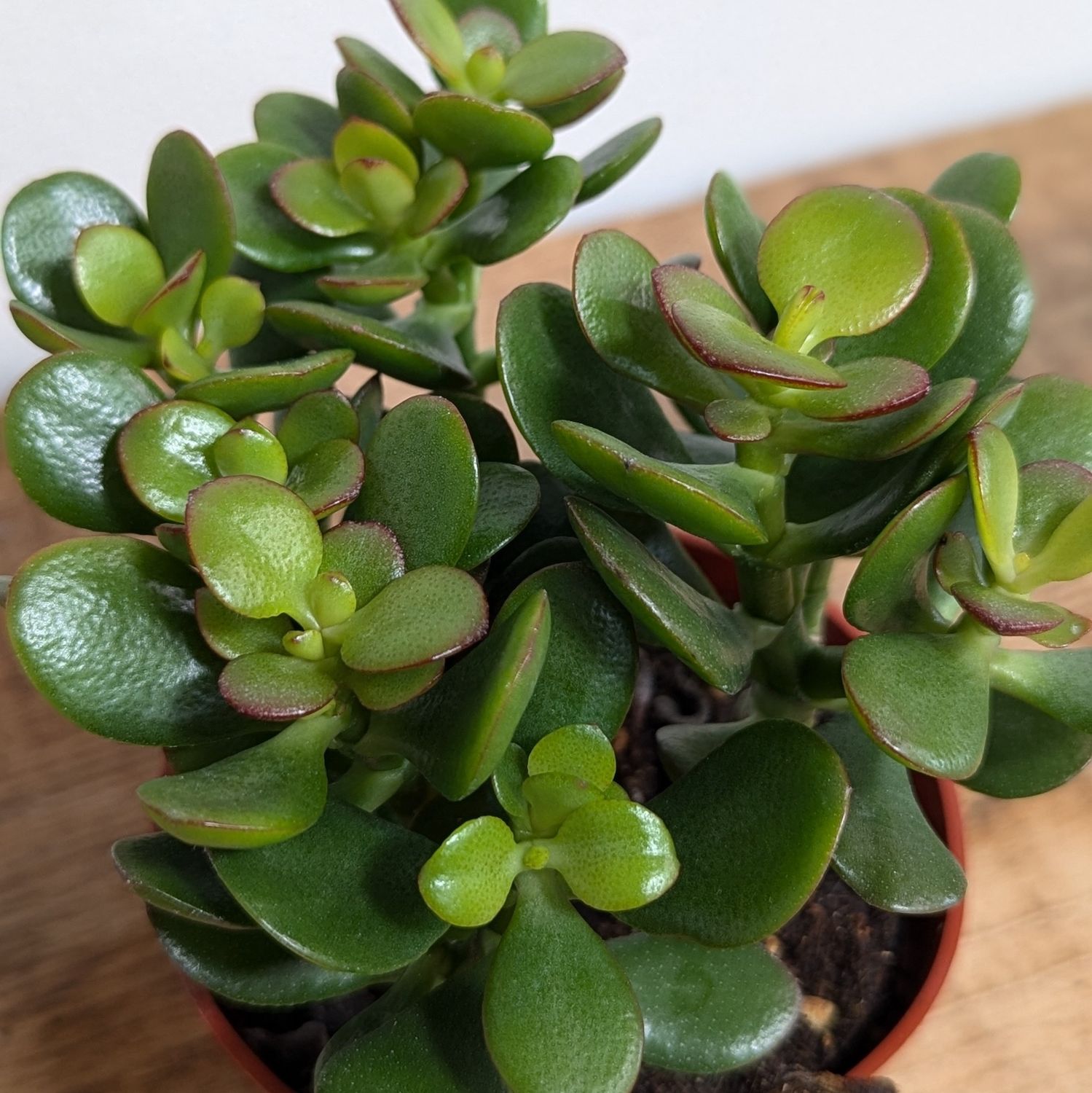 4&quot; Jade Plant
